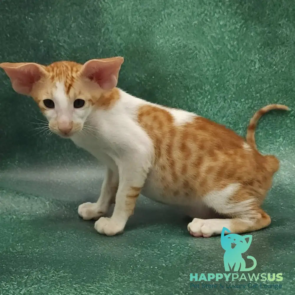 Ziggy Oriental Shorthair male red bicolour spotted tabby - live animals