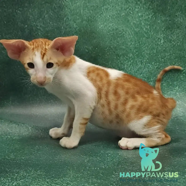 Ziggy Oriental Shorthair male red bicolour spotted tabby - live animals