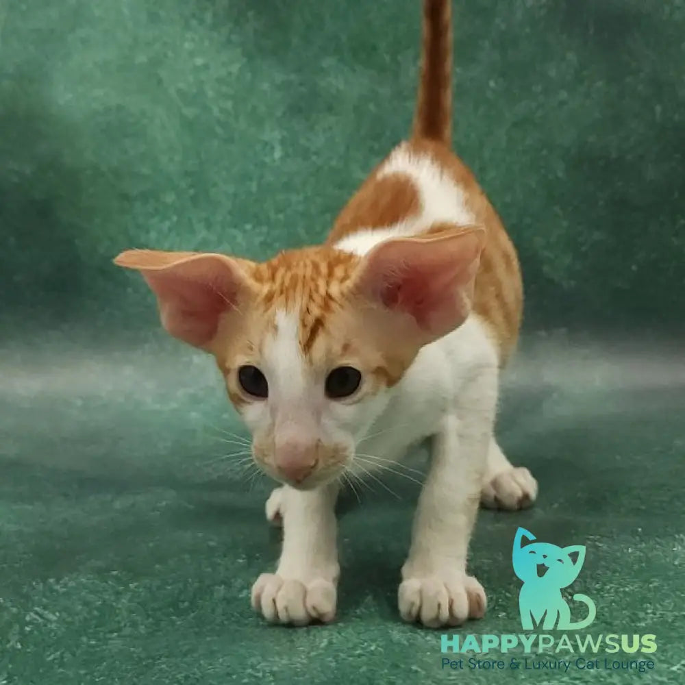 Ziggy Oriental Shorthair male red bicolour spotted tabby - live animals