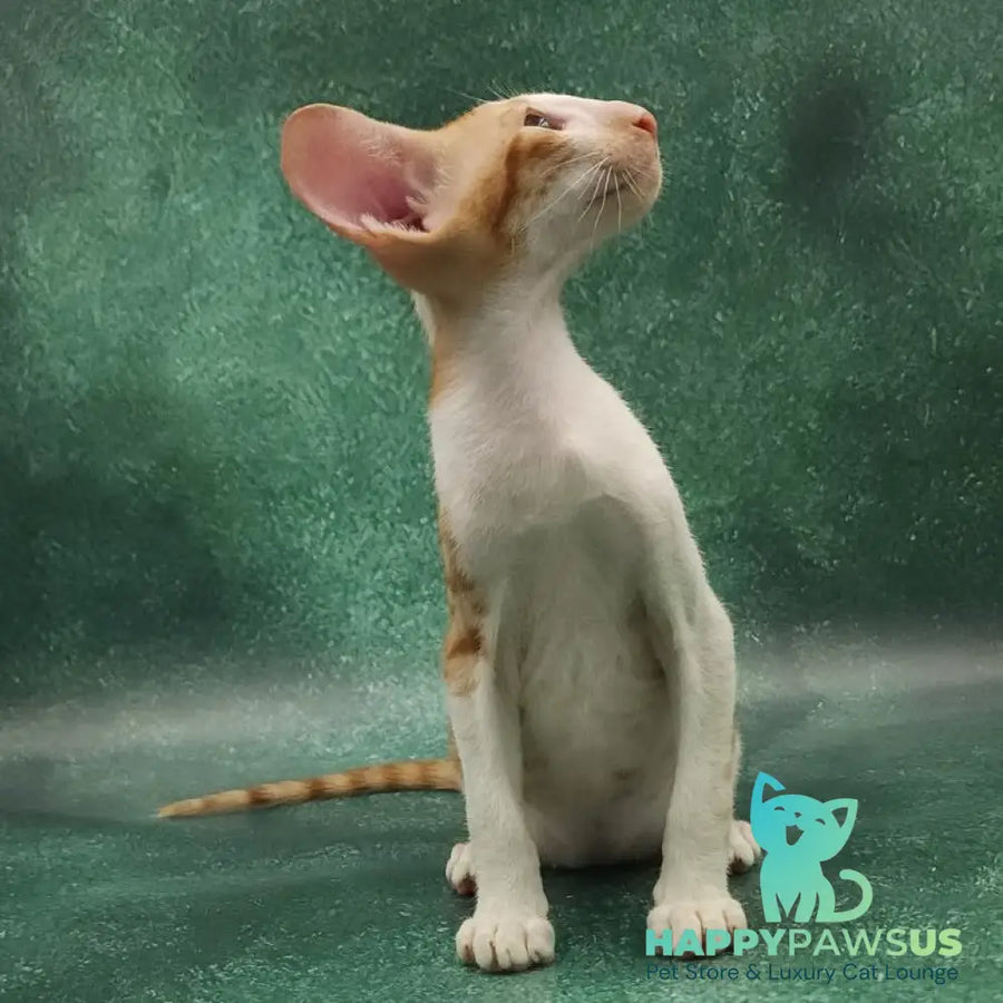 Ziggy Oriental Shorthair male red bicolour spotted tabby - live animals