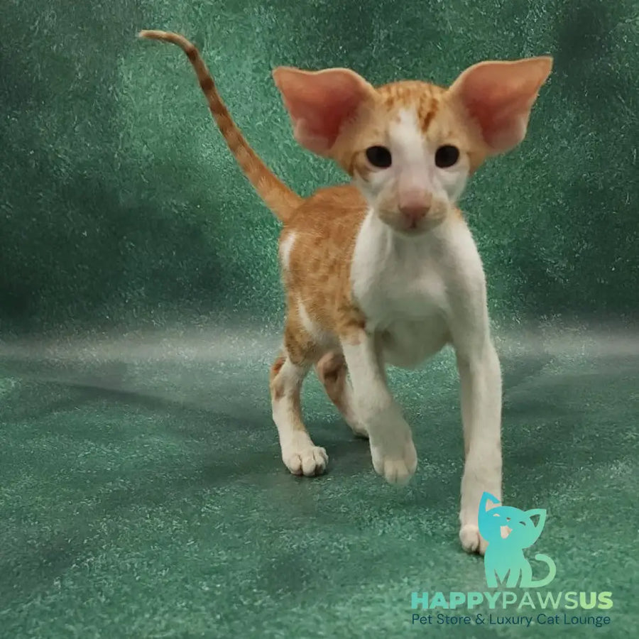 Ziggy Oriental Shorthair male red bicolour spotted tabby - live animals