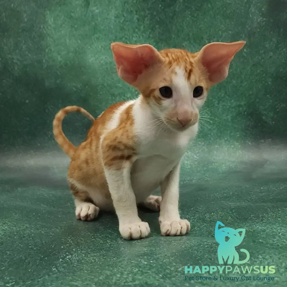 Ziggy Oriental Shorthair male red bicolour spotted tabby - live animals