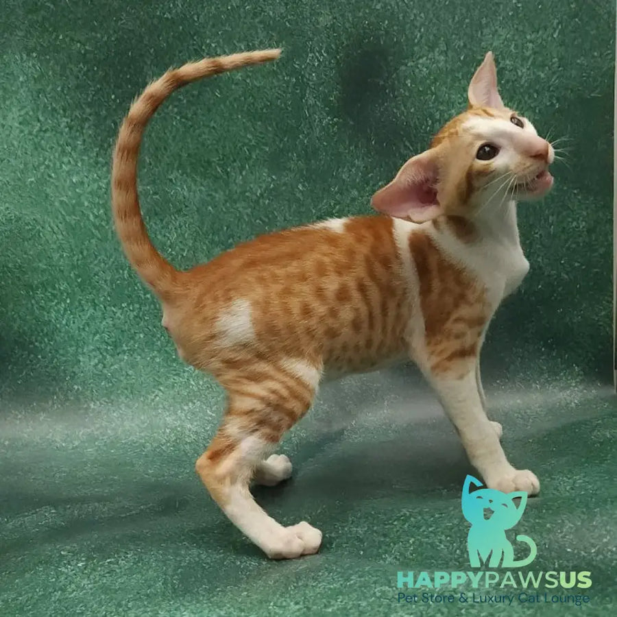 Ziggy Oriental Shorthair male red bicolour spotted tabby - live animals