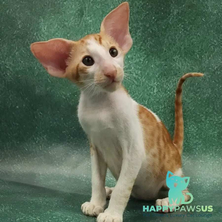 Ziggy Oriental Shorthair male red bicolour spotted tabby - live animals