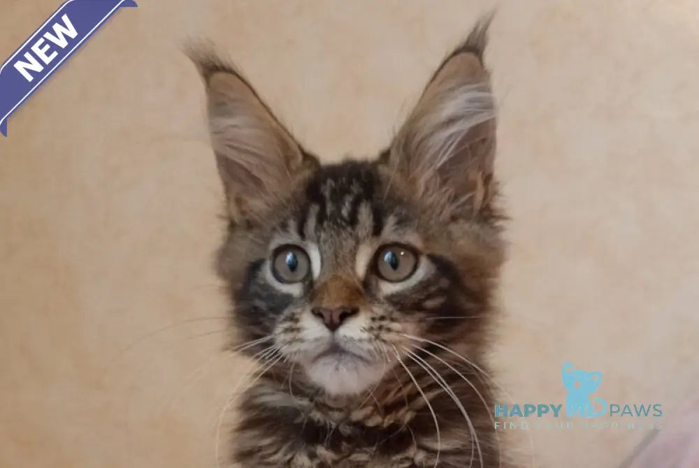 Zigzag Maine Coon male black silver tabby live animals