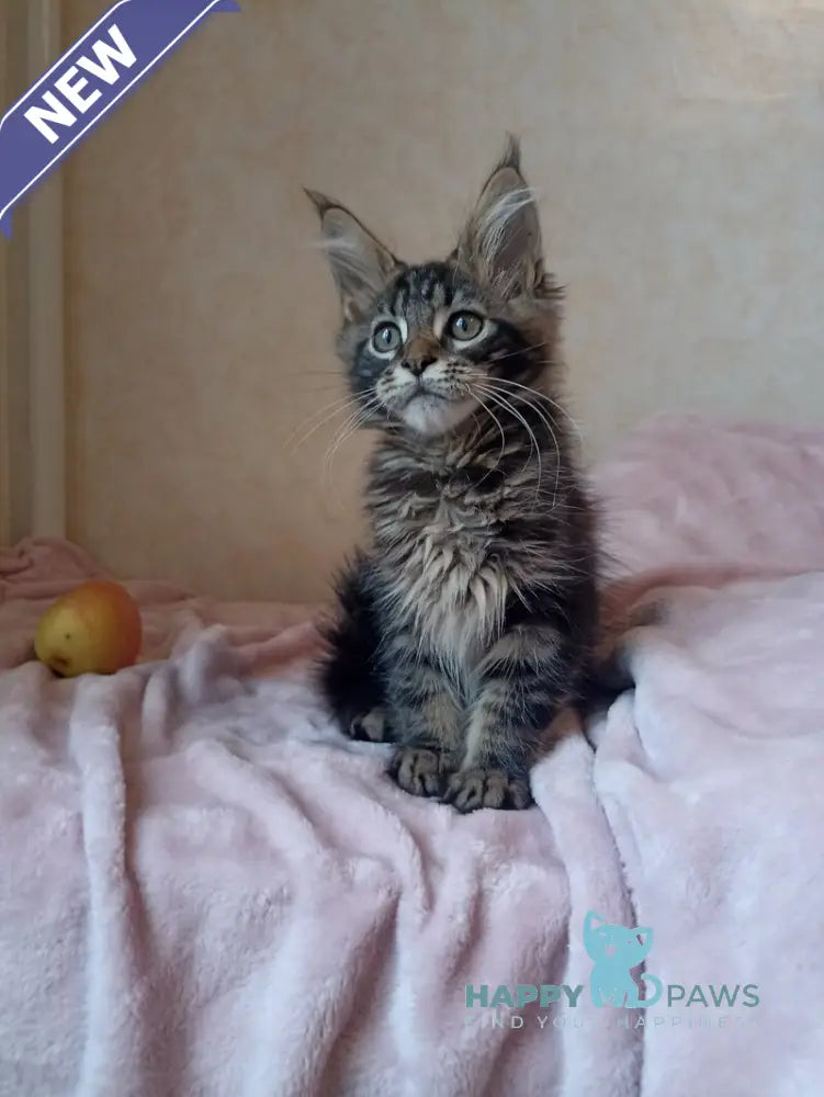 Zigzag Maine Coon male black silver tabby live animals