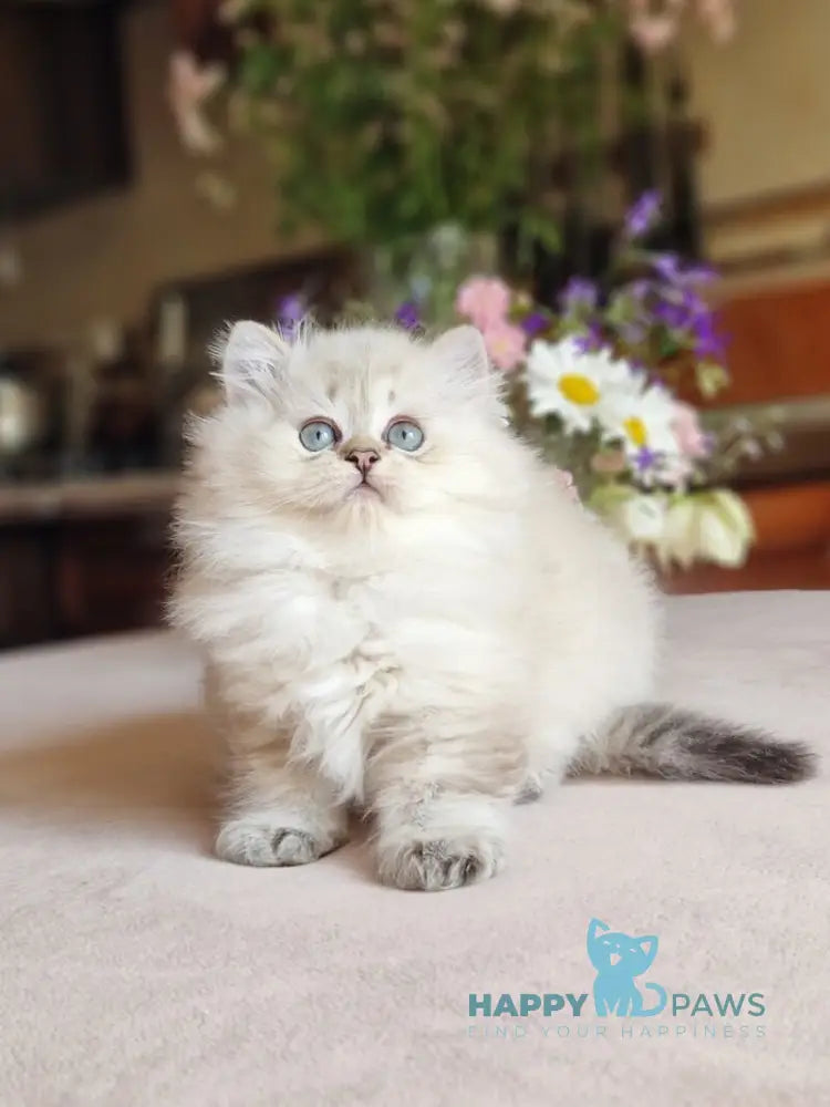Zilar British Longhair male black silver tabby live animals