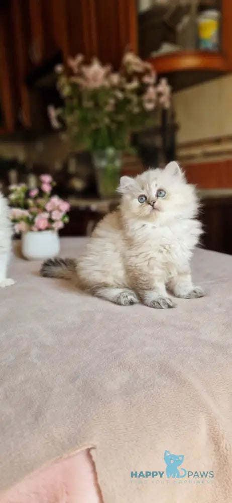 Zilar British Longhair male black silver tabby live animals
