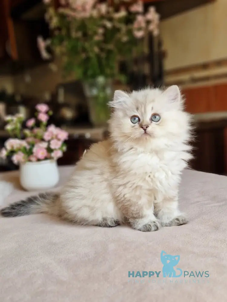 Zilar British Longhair male black silver tabby live animals