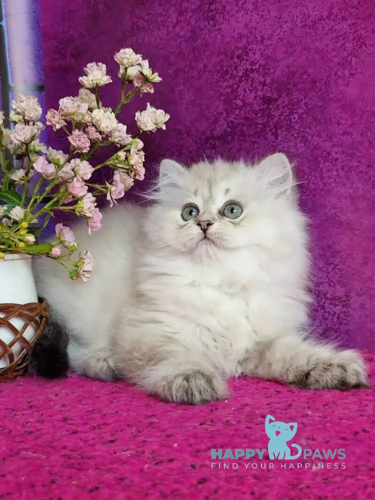 Zilar British Longhair male black silver tabby live animals