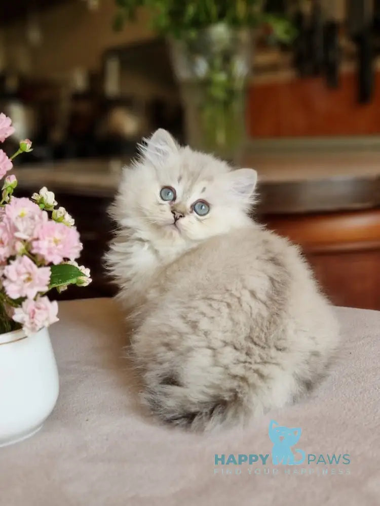 Zilar British Longhair male black silver tabby live animals