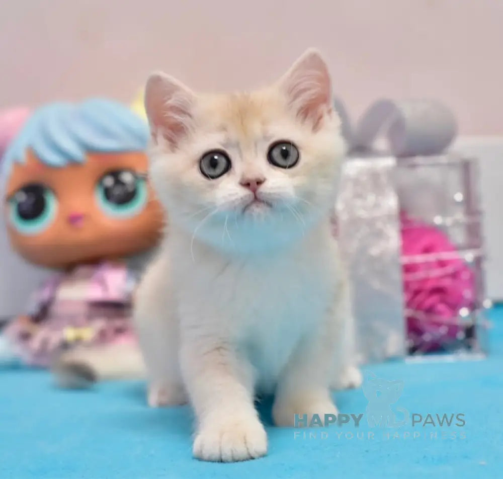 Zimba British Shorthair male blue golden chinchilla live animals