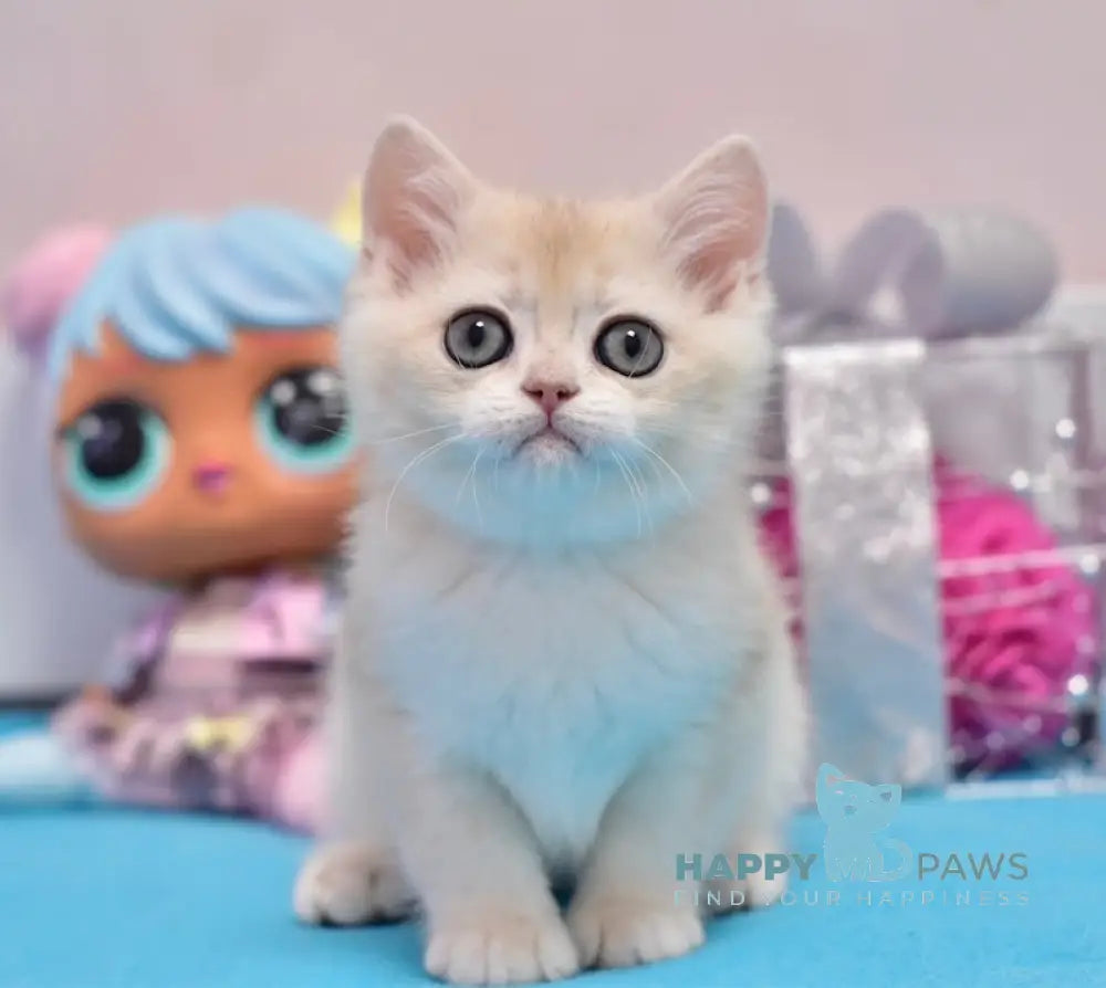 Zimba British Shorthair male blue golden chinchilla live animals