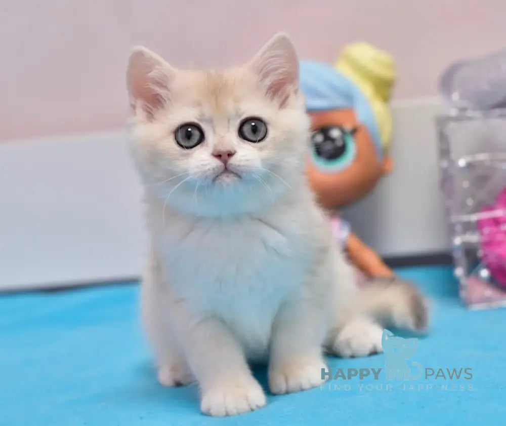 Zimba British Shorthair male blue golden chinchilla live animals