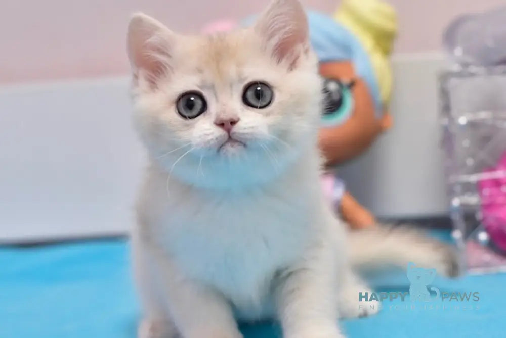 Zimba British Shorthair male blue golden chinchilla live animals