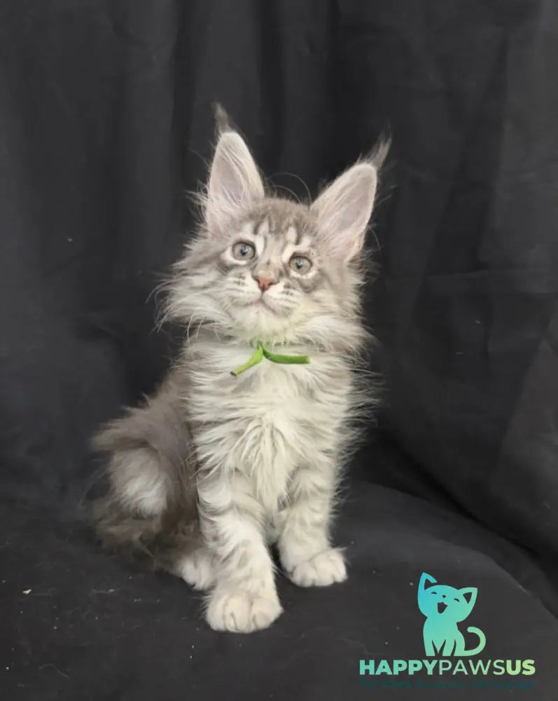 Zimba Maine Coon female blue silver tabby - live animals