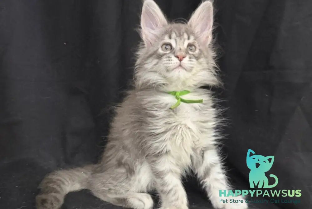 Zimba Maine Coon female blue silver tabby - live animals