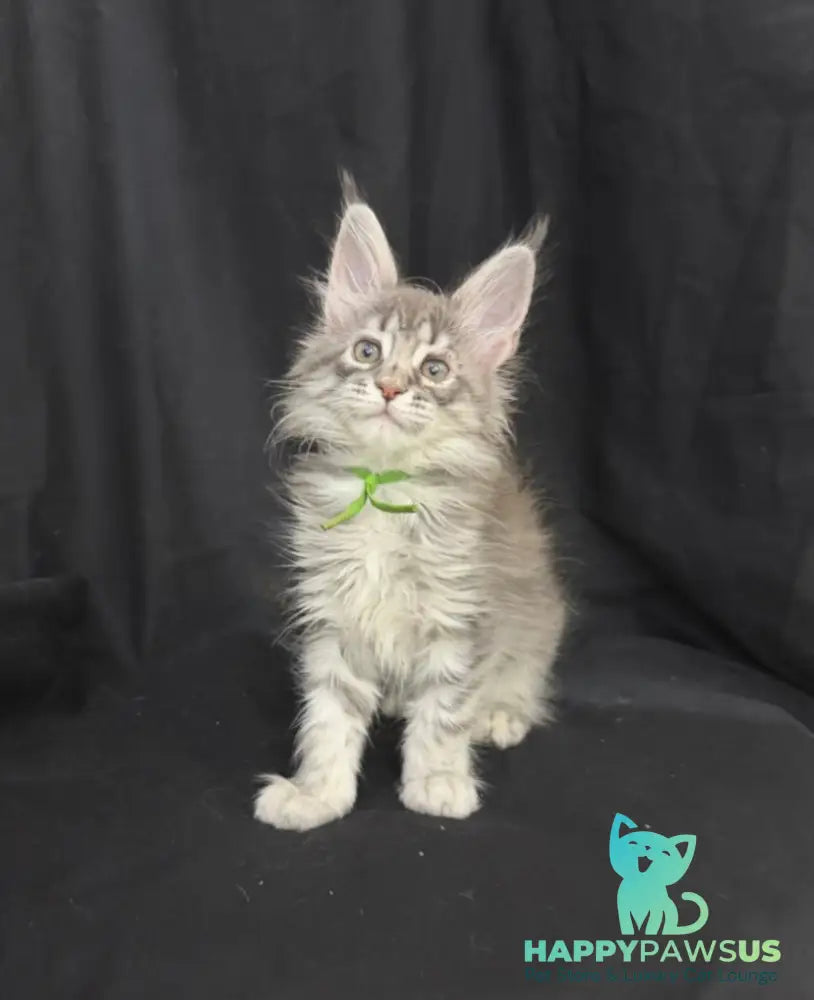 Zimba Maine Coon female blue silver tabby - live animals