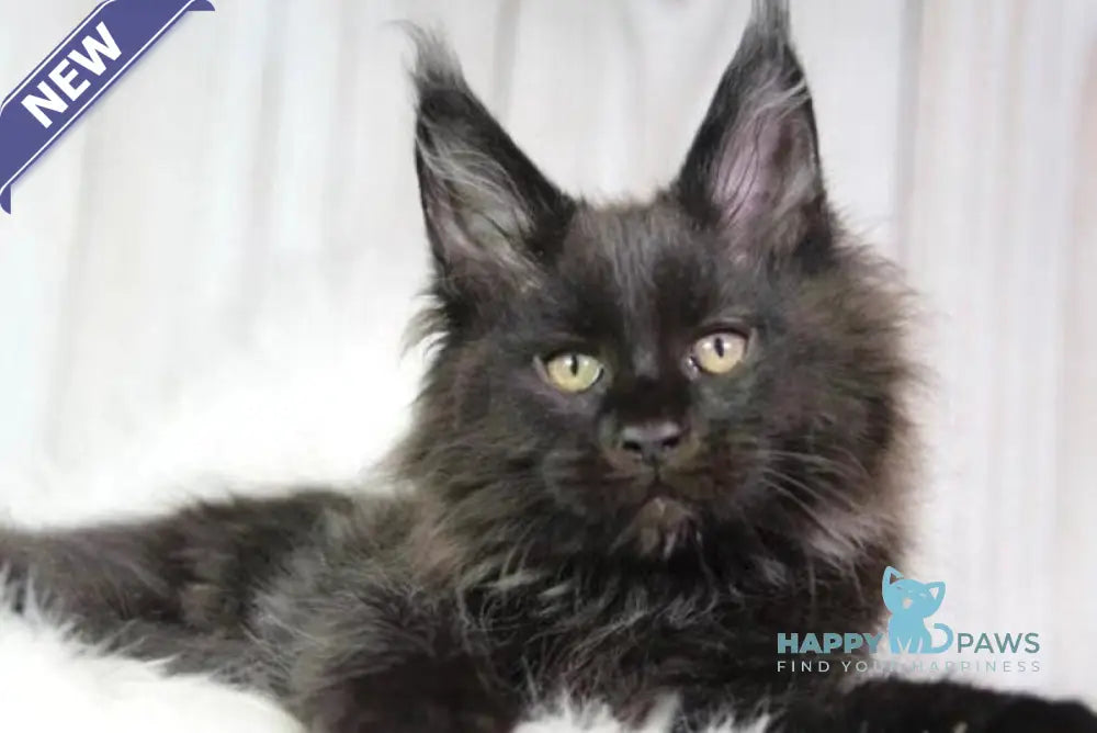 Zimba Maine Coon male black - live animals