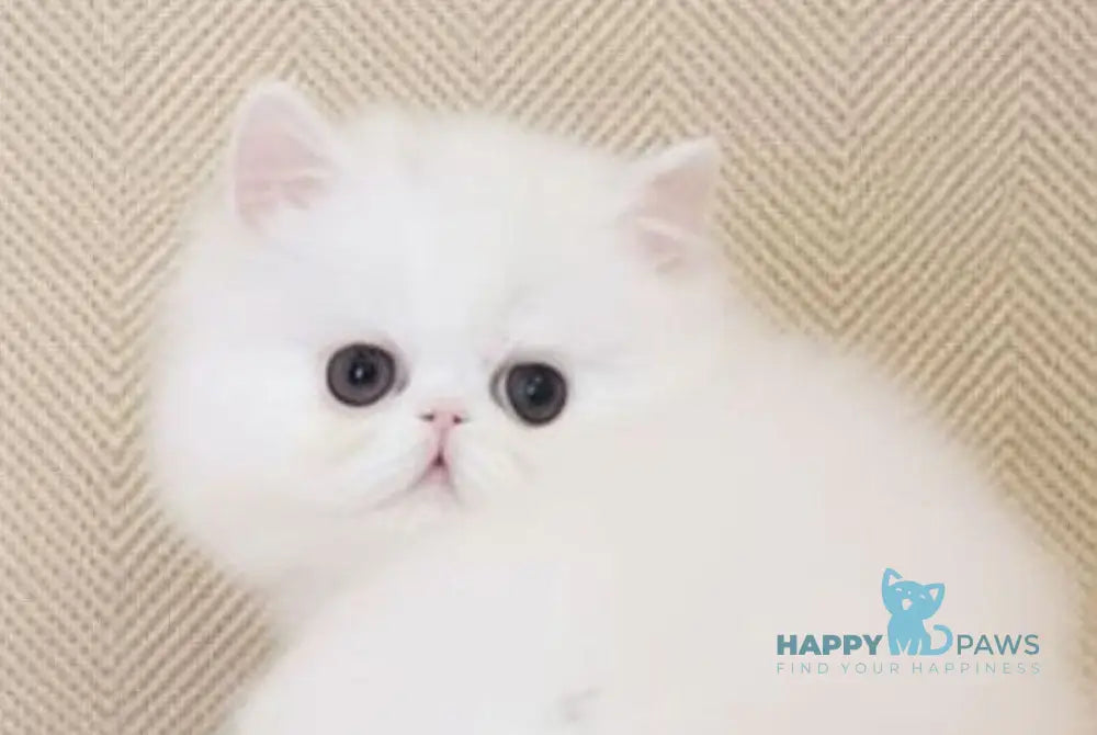 Zimushka Persian female white - live animals