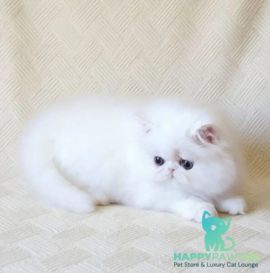 Zimushka Persian female white - live animals
