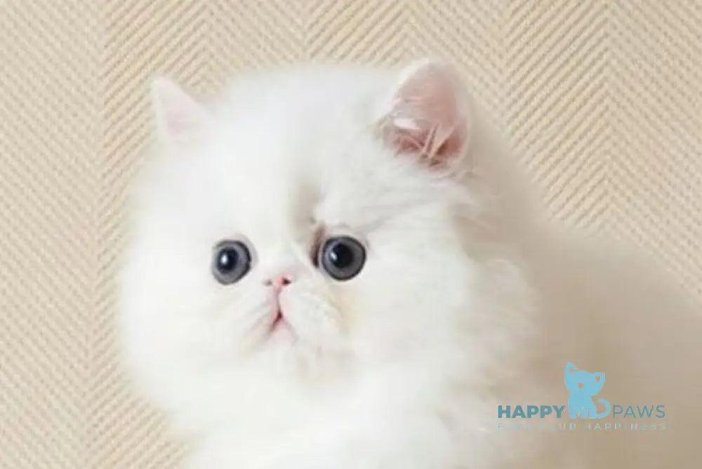 Zimushka Persian female white - live animals