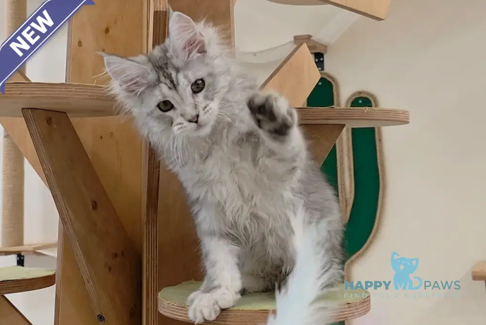 Zion Maine Coon male black silver shaded live animals