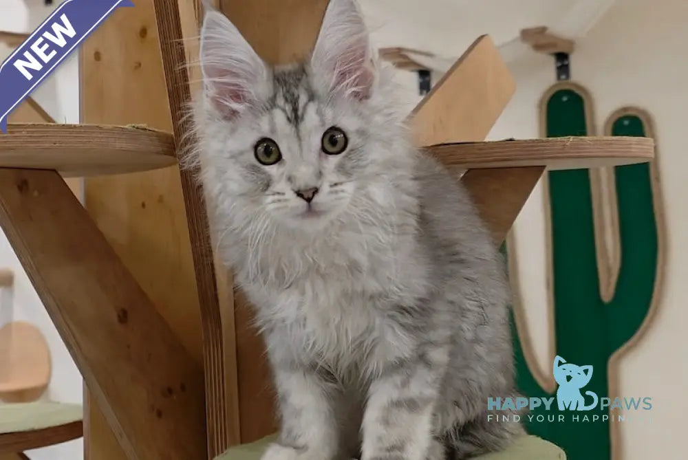 Zion Maine Coon male black silver shaded live animals