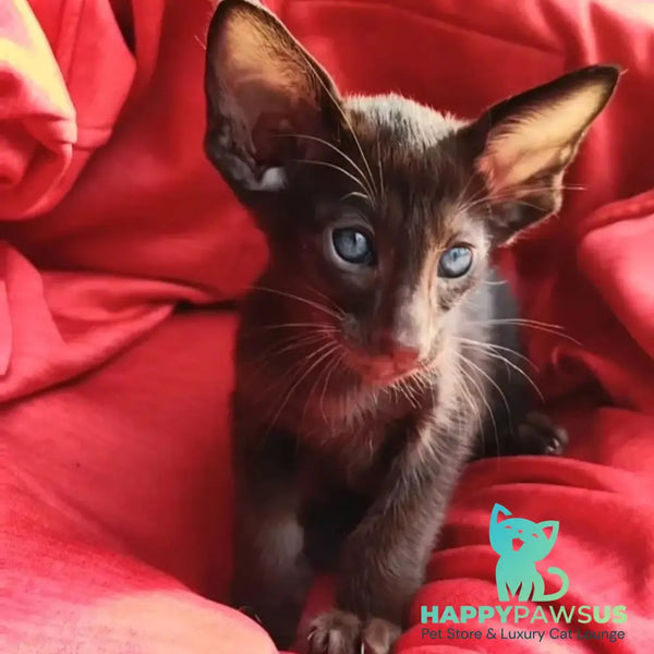 Zion Oriental Shorthair male chocolate - live animals