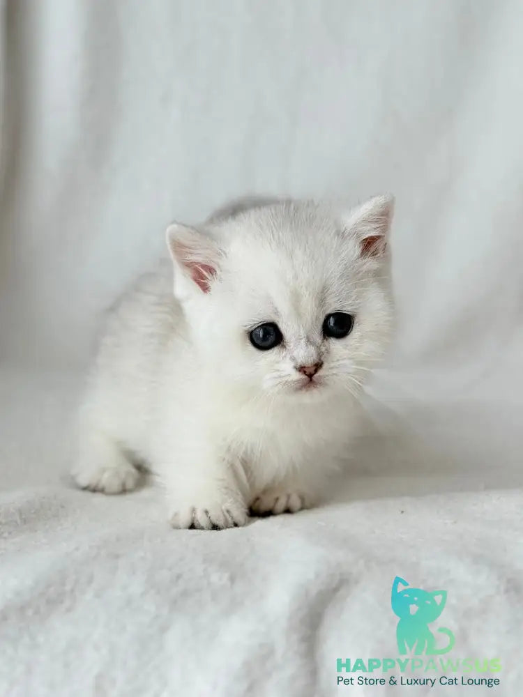 Zipa Munchkin female black silver ticked tabby - live animals