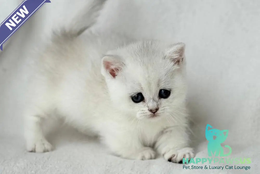 Zipa Munchkin female black silver ticked tabby - live animals