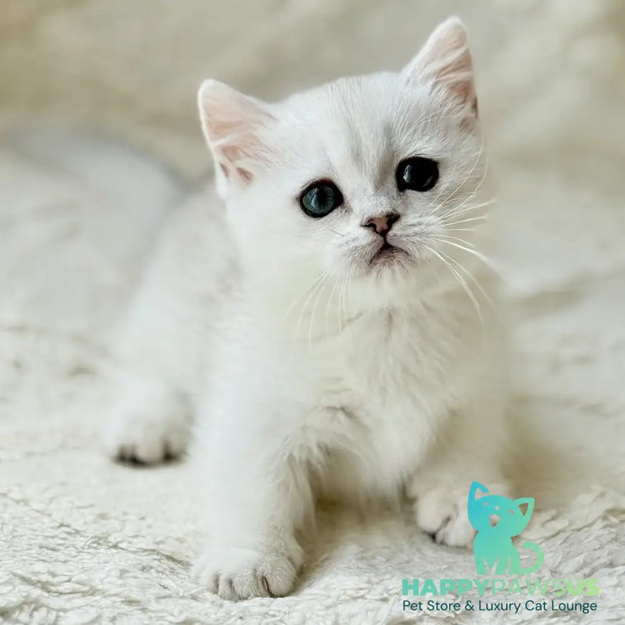 Zipa Munchkin female black silver ticked tabby - live animals