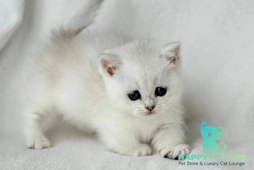 Zipa Munchkin female black silver ticked tabby - live animals