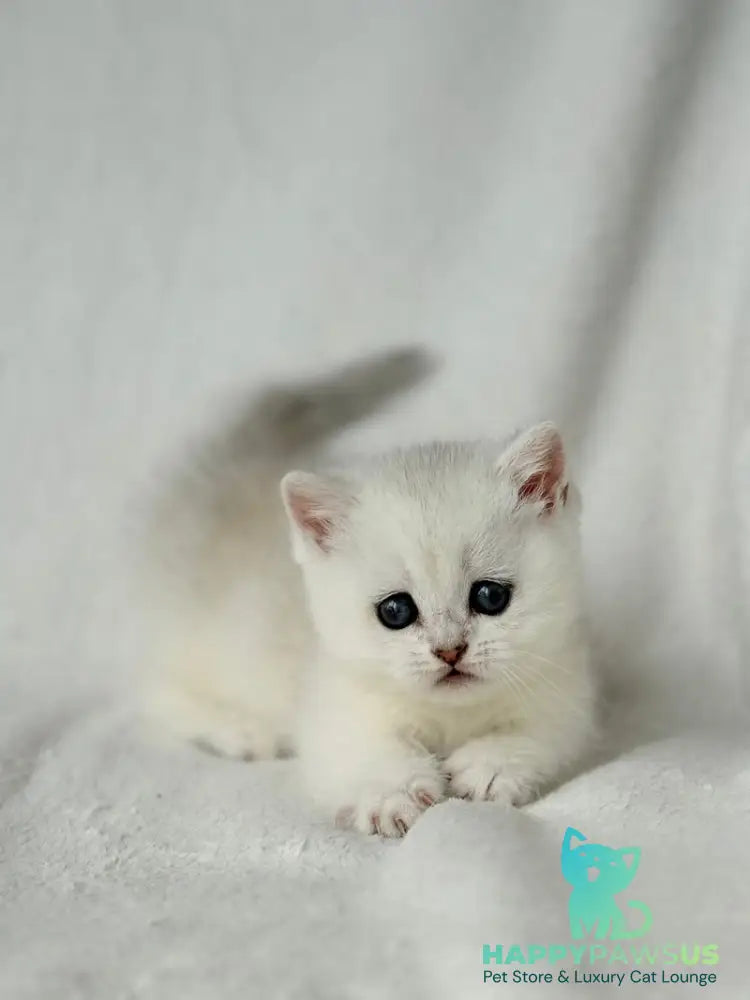 Zipa Munchkin female black silver ticked tabby - live animals