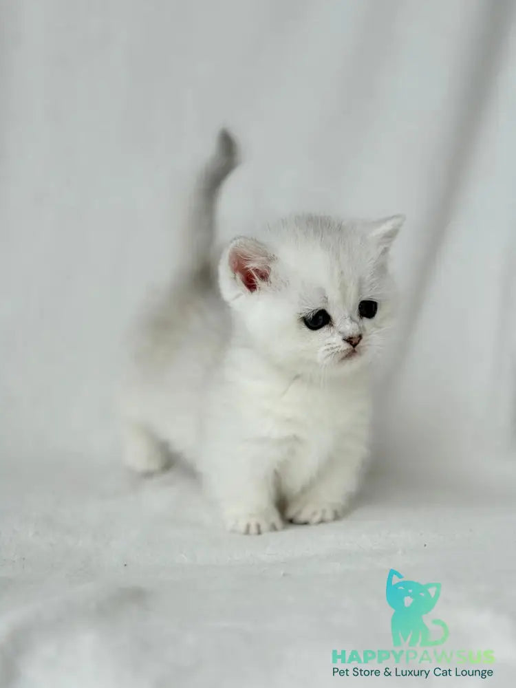 Zipa Munchkin female black silver ticked tabby - live animals
