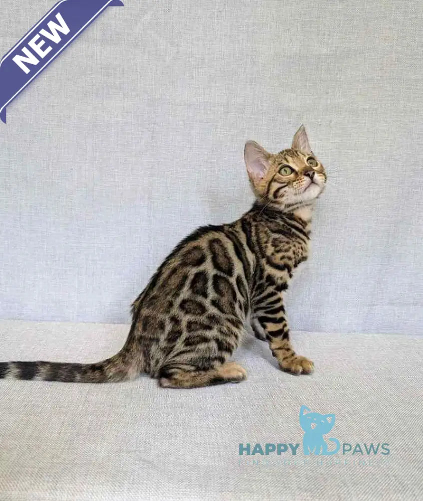 Zipsy Bengal female black spotted tabby - live animals