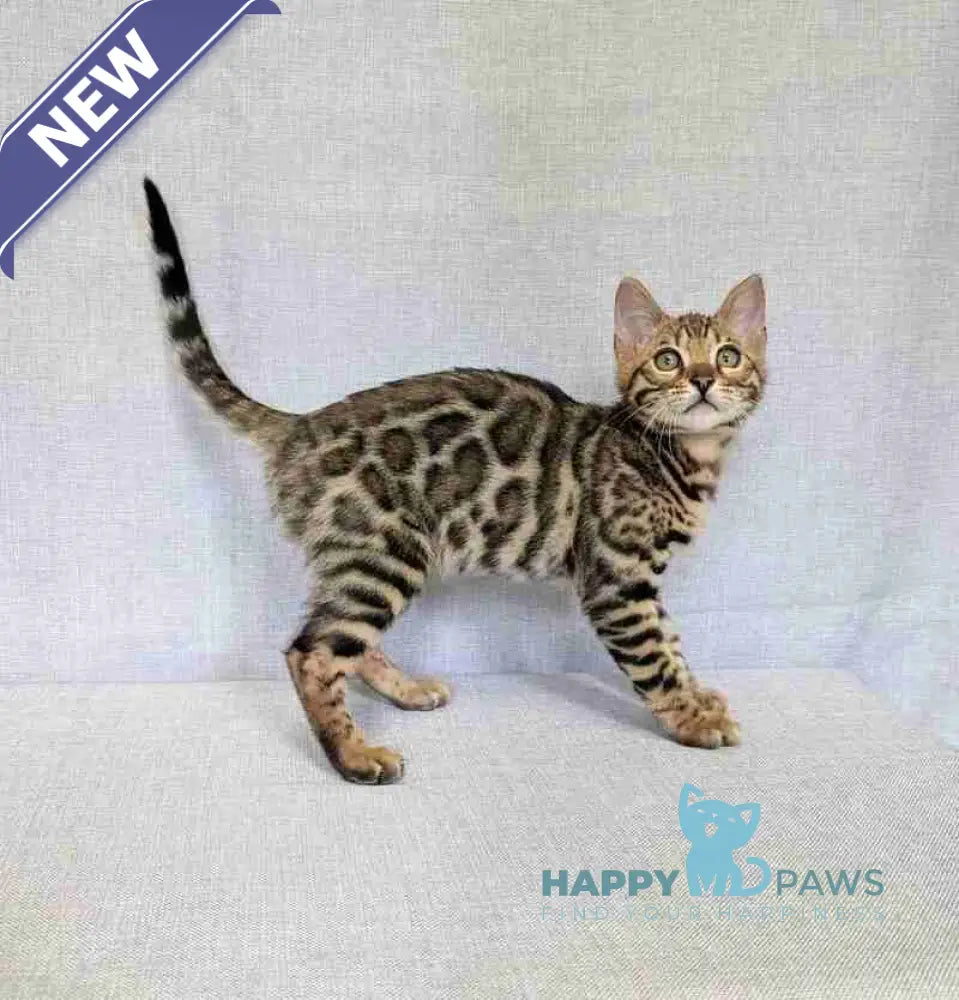 Zipsy Bengal female black spotted tabby - live animals