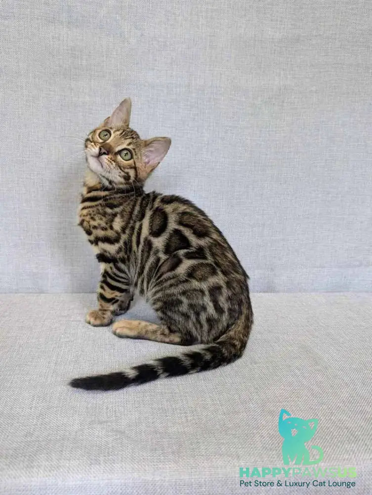 Zipsy Bengal female black spotted tabby - live animals