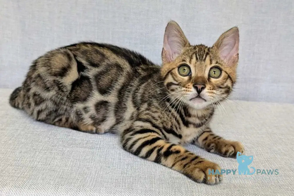 Zipsy Bengal female black spotted tabby - live animals