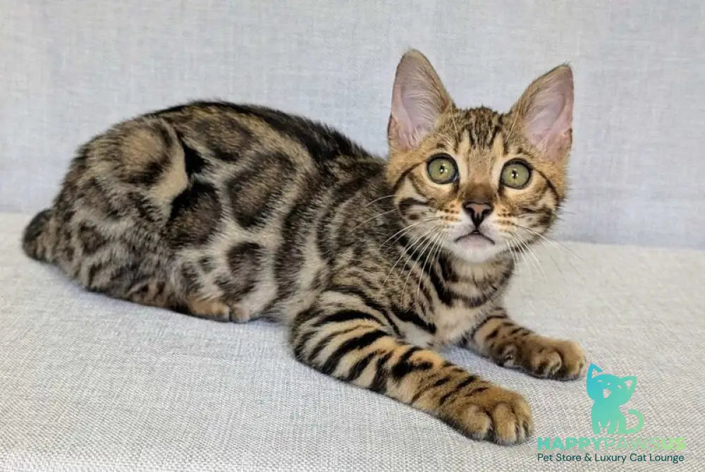 Zipsy Bengal female black spotted tabby - live animals