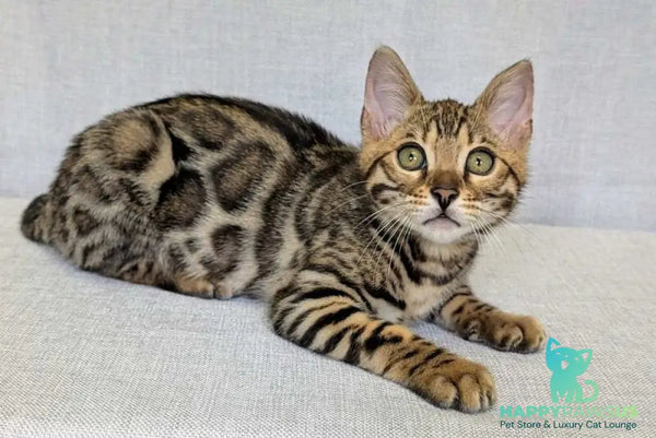 Zipsy Bengal female black spotted tabby - live animals