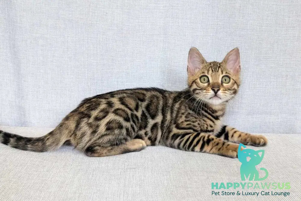 Zipsy Bengal female black spotted tabby - live animals