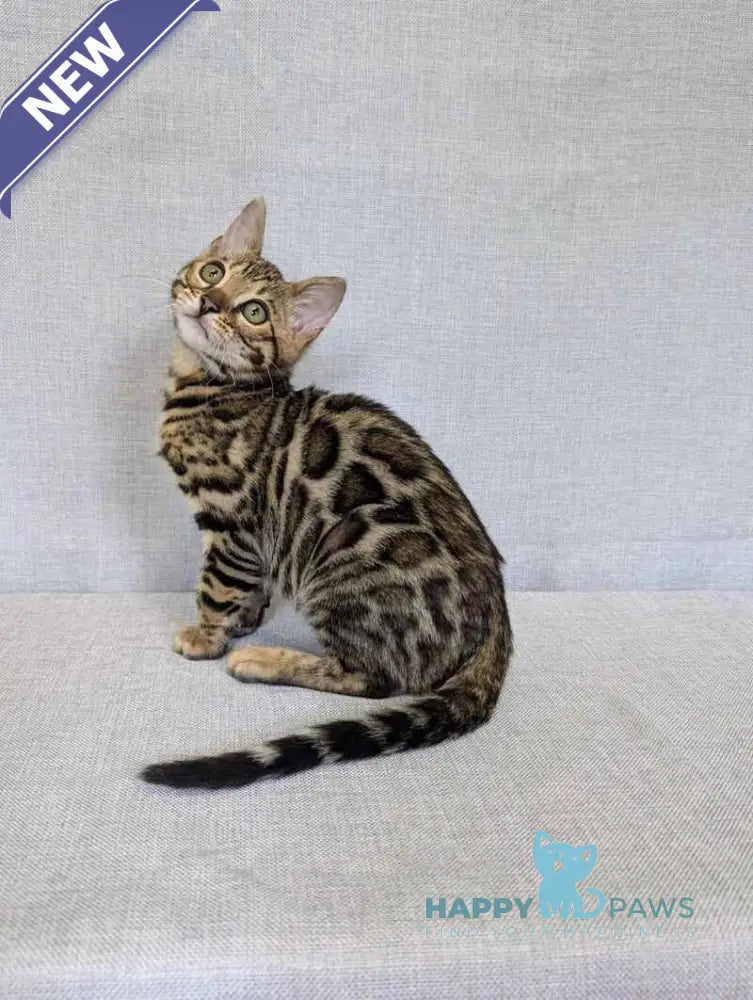 Zipsy Bengal female black spotted tabby - live animals