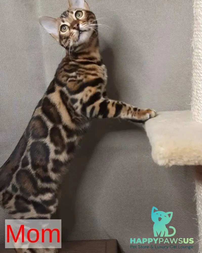 Zipsy Bengal female black spotted tabby - live animals
