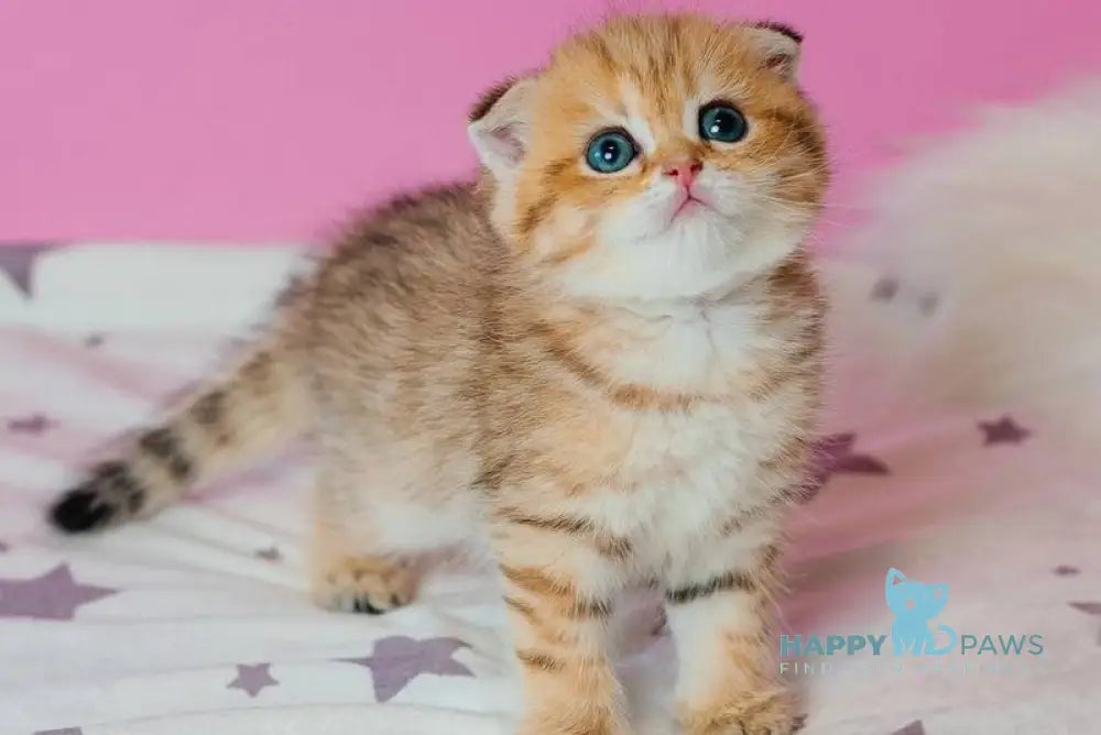 Zira Scottish Fold female black golden spotted tabby live animals
