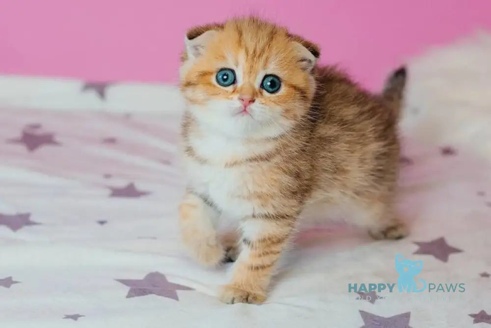 Zira Scottish Fold female black golden spotted tabby live animals