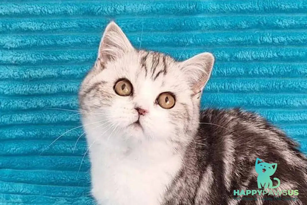 Zira Scottish Straight female black silver tabby bicolour live animals