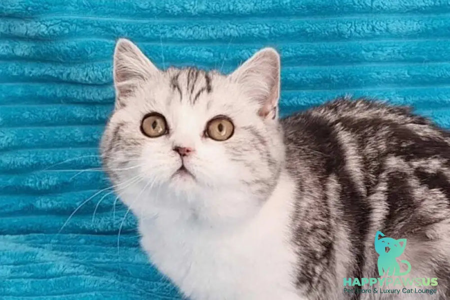 Zira Scottish Straight female black silver tabby bicolour live animals