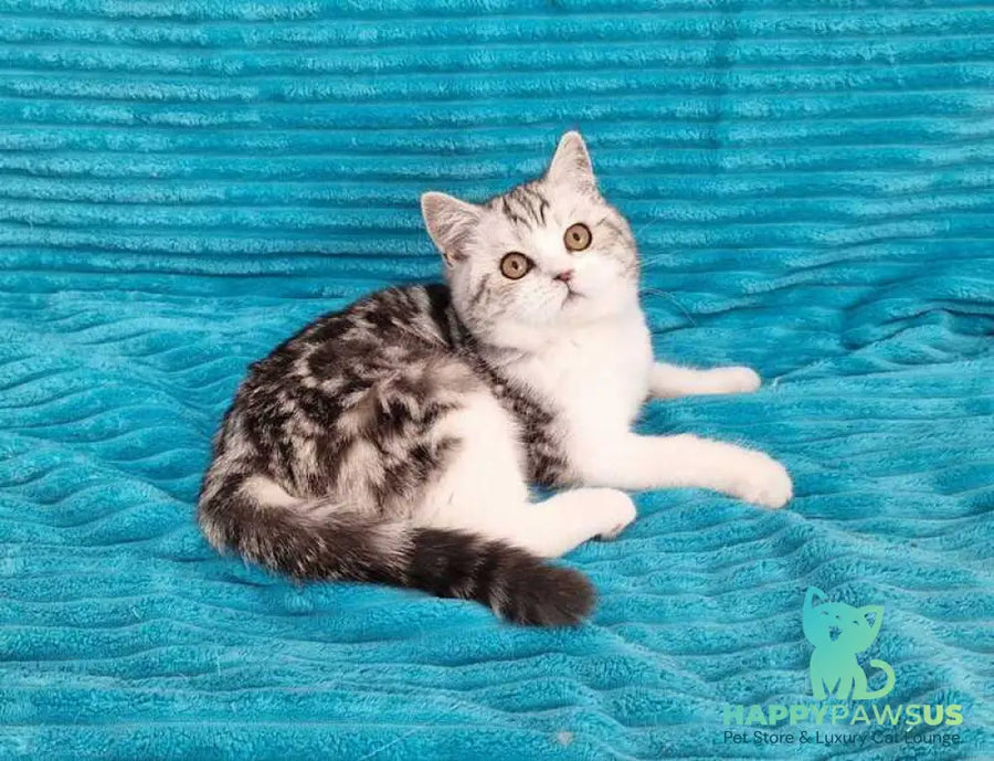 Zira Scottish Straight female black silver tabby bicolour live animals