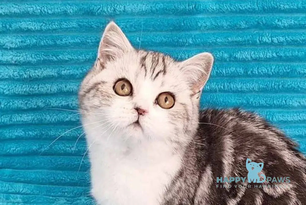 Zira Scottish Straight female black silver tabby bicolour live animals